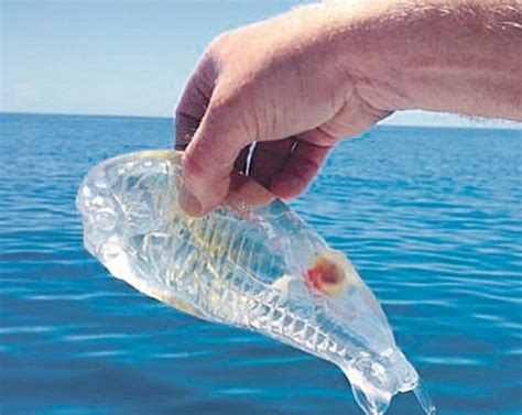 Salpa Maggiore, translucent fish caught off the New Zealand coast. : r ...