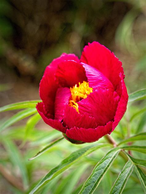 Paeonia Early Scout Xpeony R Paeonia Early Sco Flickr