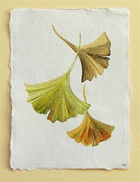 Gingko Leaves Trio Original Watercolour Study Illustration 40 00