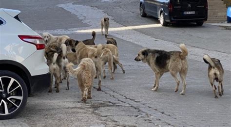 İstanbul Valiliği nden sokak köpekleri için karar Yarın Gazetesi