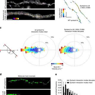 Munc18-1 and syntaxin1a single-molecule distribution in neurons. (a ... 