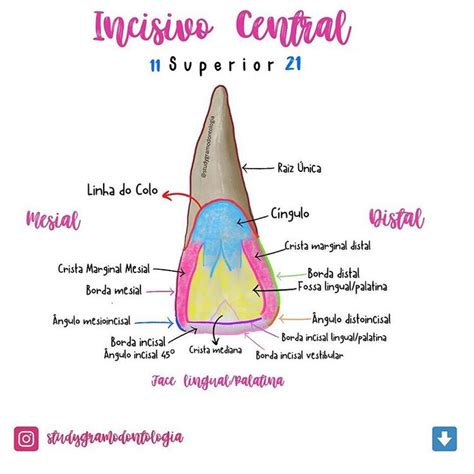 Studygram De Odontologia On Instagram Caracter Sticas Anat Micas