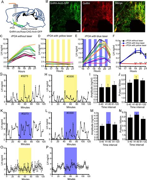 Different Dendritic Domains Of The GnRH Neuron Underlie The Pulse And