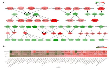 The Differentially Expressed Mirnas Involved In Inflammation And