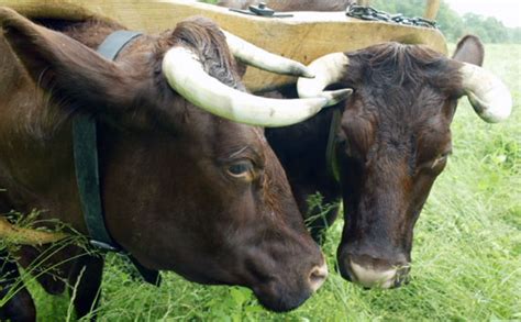 Colonial Williamsburgs Rare Breeds Program The Colonial Williamsburg