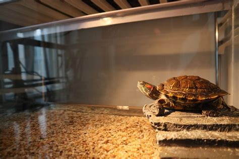 Diy Indoor Box Turtle Habitats You Can Build Today With Pictures