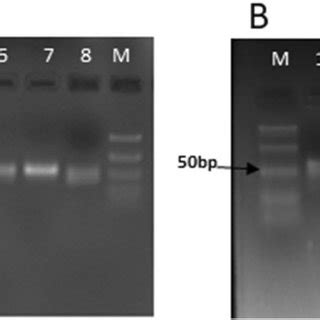 Agarose Gel Based Detection Of Mirnas A Conserved Mirnas M Bp