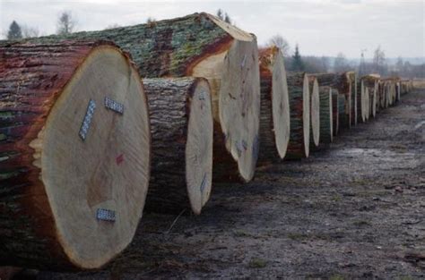 RDLP Krosno 23 5 tys za kłodę jaworu DREWNO PL