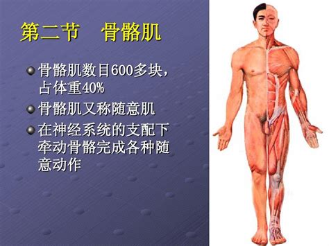 第二章 运动系统 骨骼肌word文档在线阅读与下载无忧文档