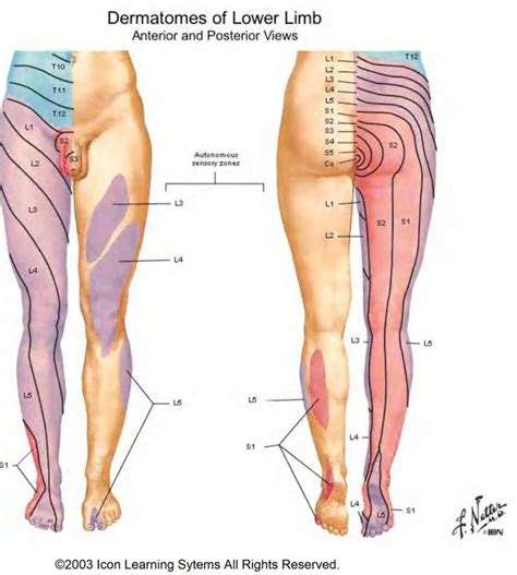 Sensory Dermatomes Of The Body Stepwards Spinal Nerve Sciatic Nerve