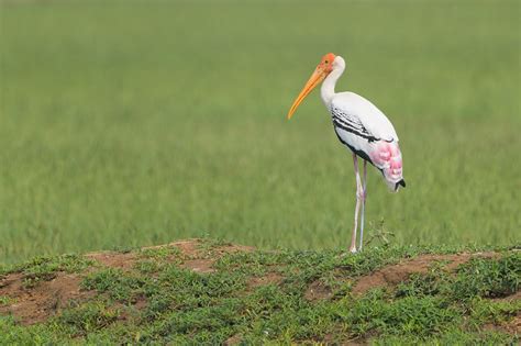 Painted Stork Francis J Taylor Photography