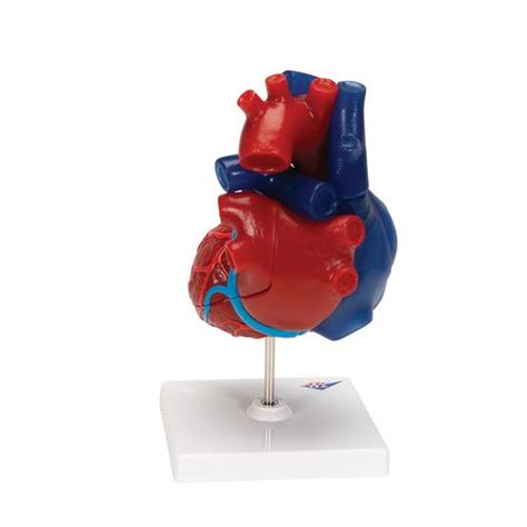 Life Size Human Heart Model Parts B Smart Anatomy B