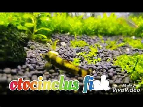 Planted Tank Otocinclus Fish Youtube