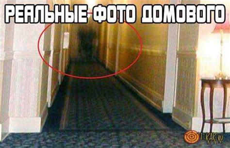 Как выглядит домовой: фото настоящие, видео