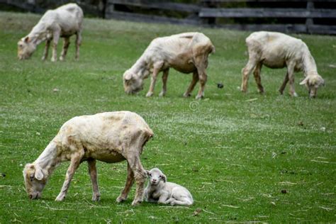 Carneiros Que Comem Em Um Pasto Cordeiro Pastando Foto De Stock