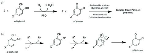 Oxidation of orto-diphenol in orto-quinone catalyzed by polyphenol ...