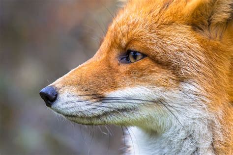 Vista Lateral Del Retrato De Red Fox Imagen De Archivo Imagen De