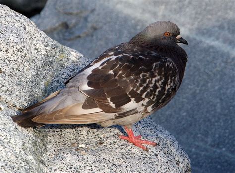 Rock Pigeon Ebirdr