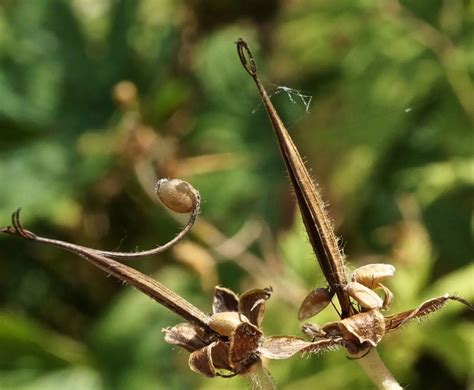 What Does A Geranium Seed Pod Look Like Storables