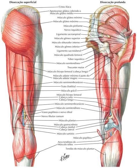 Anatomia Muscular Dos Membros Inferiores