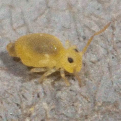 Very Tiny Orange Yellow Bug Deuterosminthurus Nonfasciatus