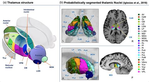 Thalamic Nuclei A Schematic Illustration Of The Anatomical Location Download Scientific