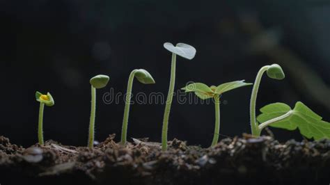 Una Serie De Im Genes Que Muestran Las Etapas De Cultivo De Una Planta