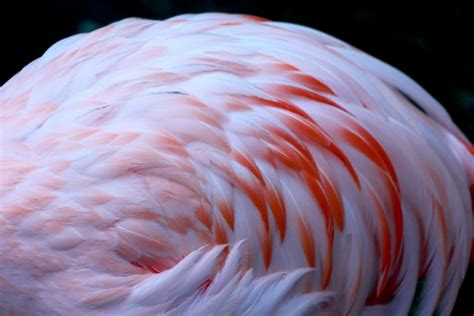 Flamingo Feathers Close Up Free Stock Photo - Public Domain Pictures