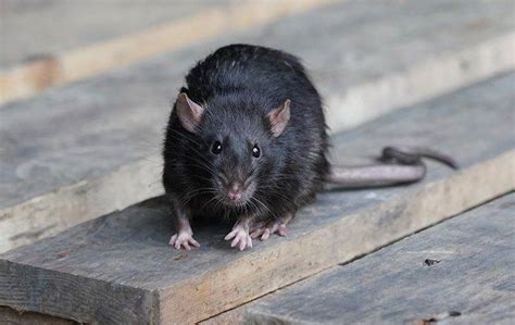 Blog Why Rats Are Dangerous To Have In Your Las Vegas Home