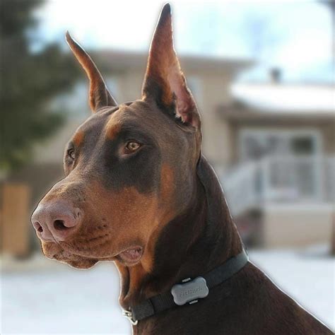 Beautiful Dobermans My Interests