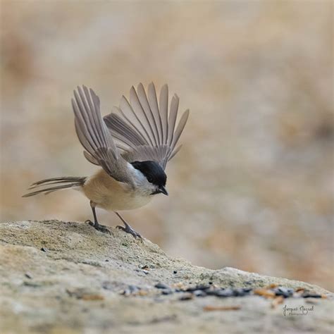 Mésange nonnette Le groupe des mésanges comporte chez nous Flickr