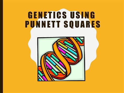 Genetics Using Punnett Squares Ppt Download