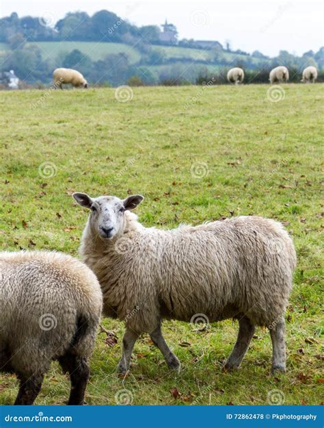 Sheep Grazing In Rural Northern Ireland Farmland Stock Photo Image Of