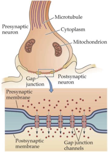 1 4 Synaptic Transmission Flashcards Quizlet