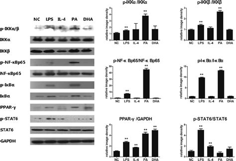 NF κB PPAR γ signaling pathway in lipid induced macrophages