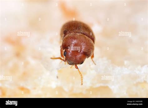 Lasioderma Serricorne Commonly Known As The Cigarette Beetle Cigar