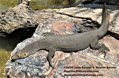 Listing Of Nt Monitor Lizards