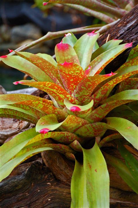 Bromeliad In Rainforest Puerto Rico Bromeliads Flowers Plants