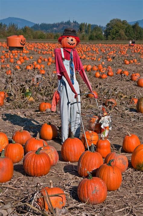 Scarecrow In Pumpkin Patch Stock Image Image Of Rural 24401661