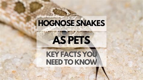 Hognose Snakes as Pets: Key Facts You Need to Know - Reptiles Pets