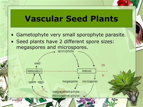 Ppt Plants Powerpoint Presentation Free Download Id1001991