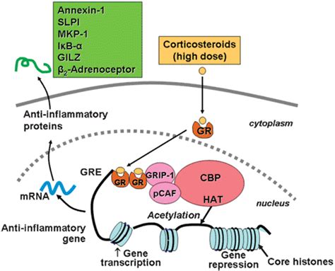 How Corticosteroids Control Inflammation Quintiles Prize Lecture 2005