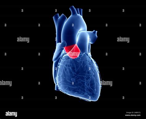 3d Rendered Medically Accurate Illustration Of The Aortic Valve Stock