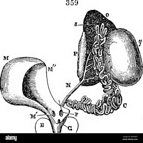 On The Anatomy Of Vertebrates Vertebrates Anatomy Comparative