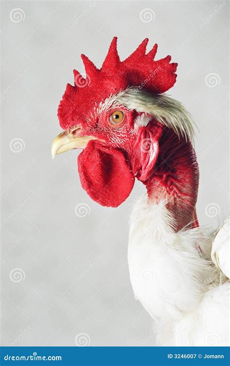 Transylvanian Naked Neck Stock Image Image Of Beak Head