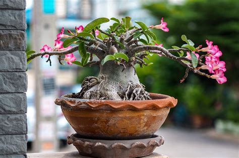 Adenium Ansu Mini Baobab R A Pustyni P Erli Pl