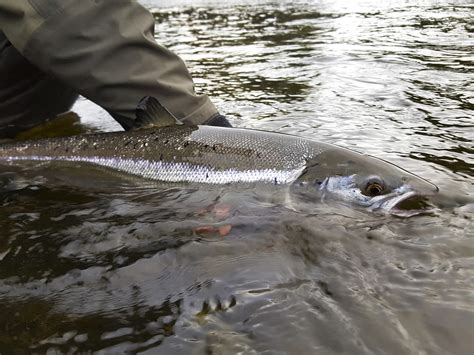 New Report Most Salmon Are Now ‘released By Anglers In Ireland