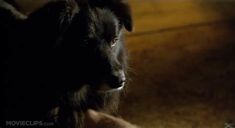 Rex From Babe Border Collie Photo Fanpop