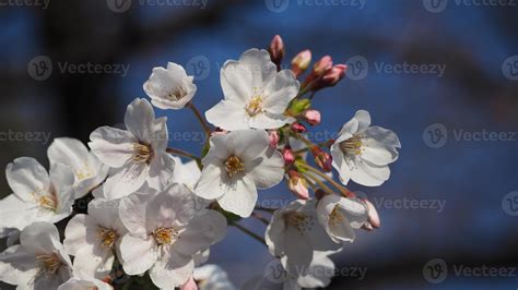 Flores De Cerejeira Brancas Rvores De Sakura Em Plena Flora O Em