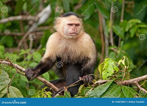 White Face Capuchin Monkey Stock Images Image 14307004